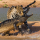 Illustration for article titled The Competition Is Fierce For This Year's Best Wildlife Photographer